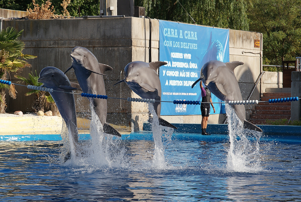 Espectáculo de delfines en el Zoo de Madrid